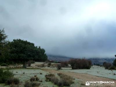 Acebos Montes Carpetanos; excursiones y senderismo; senderismo organizado